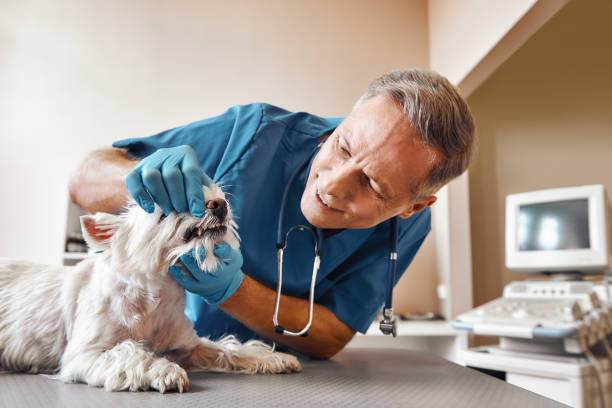 Best Emergency Gum Treatment in Crested Butte, CO